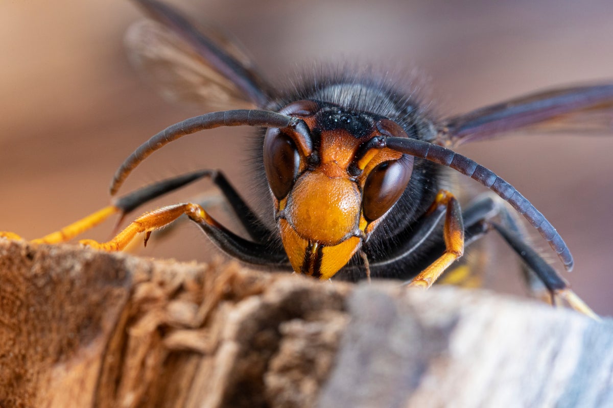 Warning issued after first Asian hornet nest in Wales found near Wrexham